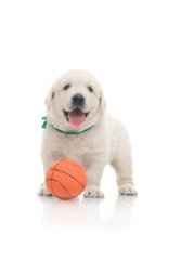 one onemonth golden retriaver play with small orange basketball ball . studio shot