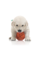 one onemonth golden retriaver play with small orange basketball ball . studio shot