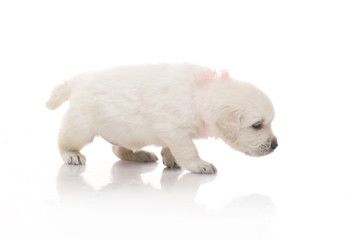 one onemonth golden retriaver . studio shot
