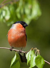 Eurasian bullfinch, male.