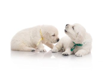 small cute golden retriever puppy,  on white background