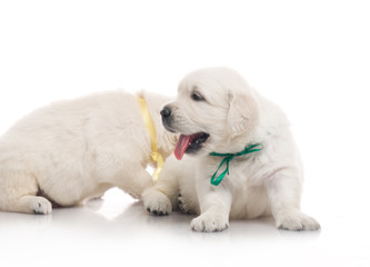 small cute golden retriever puppy,  on white background