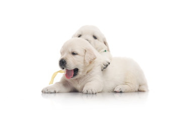 small cute golden retriever puppy,  on white background