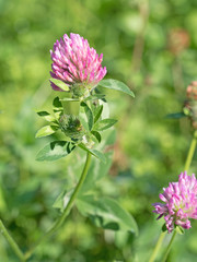 Rotklee, Trifolium pratense, Wiesenklee