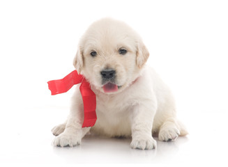 small cute golden retriever puppy,  on white background