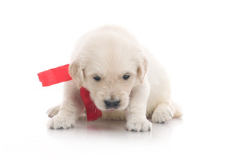 small cute golden retriever puppy,  on white background