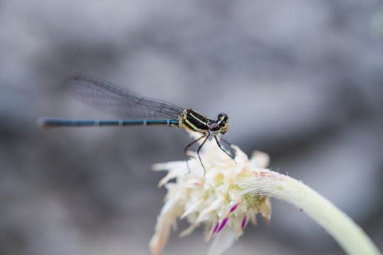 Dragonfly close up holding still on small stalk