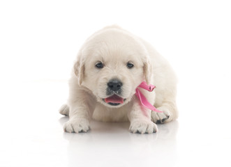 small cute golden retriever puppy,  on white background