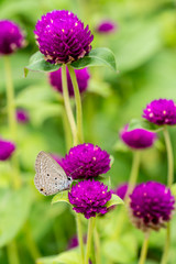 Globe Amaranth