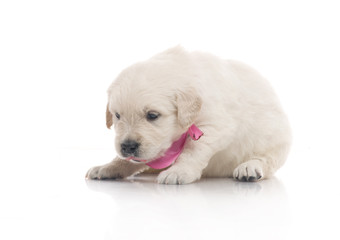 small cute golden retriever puppy,  on white background