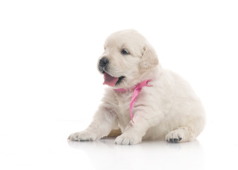 one month cute small golden retriever puppy at studio shot
