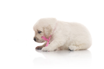 one month cute small golden retriever puppy at studio shot