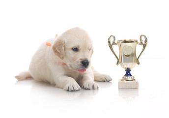 one month cute small golden retriever puppy at studio shot