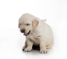 one month cute small golden retriever puppy at studio shot