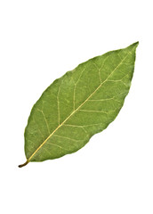 Fototapeta na wymiar Aromatic dry bay leaf isolated on a white background