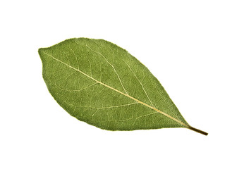Aromatic dry bay leaf isolated on a white background