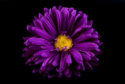 Fototapeta Close-up of violet aster isolated on black background