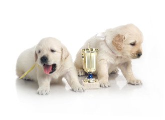 one month cute small golden retriever puppy at studio shot