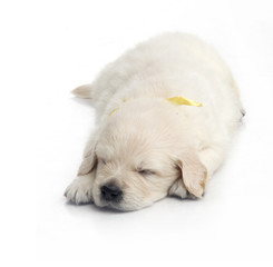 one month cute small golden retriever puppy at studio shot