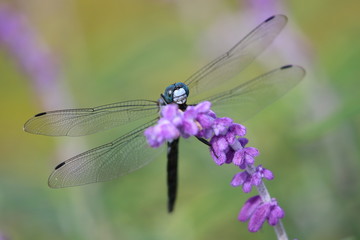 シオカラトンボ