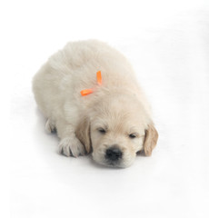 one month cute small golden retriever puppy at studio shot