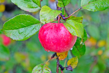 garden red Apple on a branch after the rain
