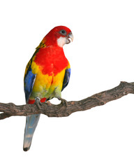 Fototapeta na wymiar Eastern Rosella Parrot bird