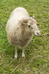 Fototapeta premium Aries with spiral horns.