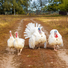 Turkey cock or Turkey bird on a country road