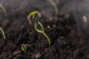 Green seedling growing on the ground