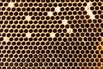 Honeycombs Filled With Honey Closeup