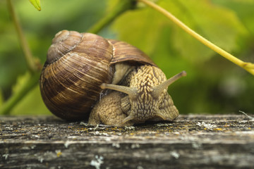 Snail grape on tree