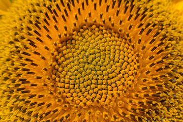 Sunflower close-up texture