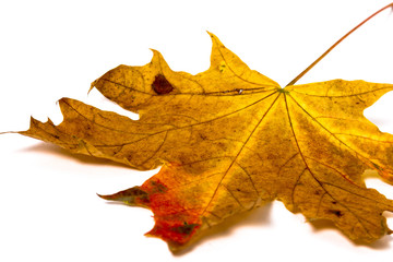 Yellow maple leaf as an autumn symbol. Isolated on white.