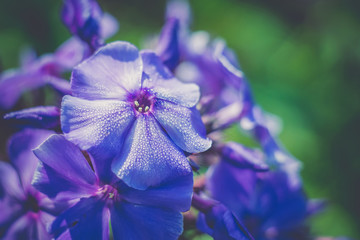 Bright Hydrangea Flowers Retro