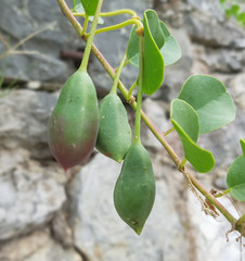 Kapernfrucht; Kapernstrauch; Capparis; spinosa