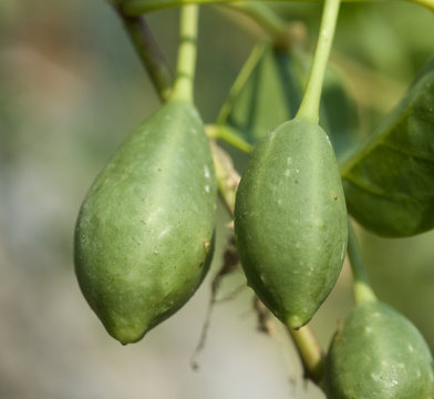 Kapernfrucht; Kapernstrauch; Capparis; spinosa