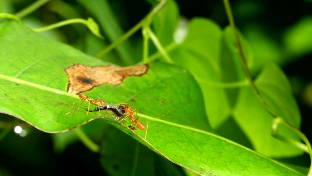 ants bite little centipede  and  carrying 