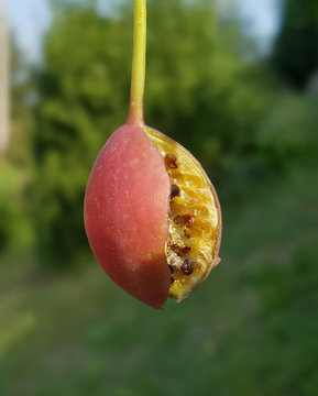 Kapernfrucht; Kapernstrauch; Capparis; spinosa