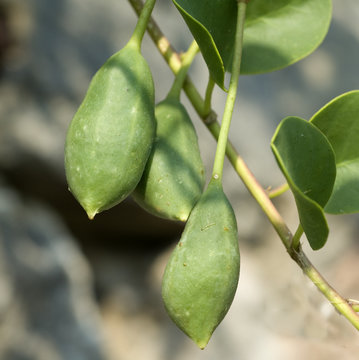 Kapernfrucht; Kapernstrauch; Capparis; spinosa