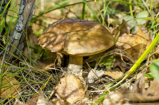 mushroom a birch mushroom
