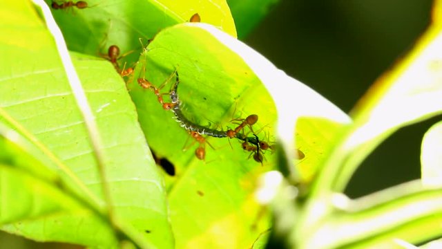 ants bite little centipede  and  carrying 