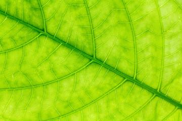Obraz na płótnie Canvas Leaf texture or leaf background for design with copy space for text or image. Abstract green leaf.