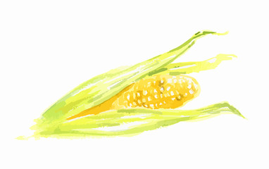 Isolated watercolor corn on white background. Sweet and healthy vegetable. Organic and vegetarian nutrition.