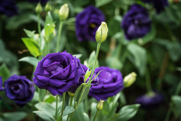 Purple lisianthus flower on green leaves