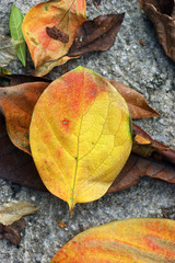 Fallen autumn leaf, painted in red and yellow colors