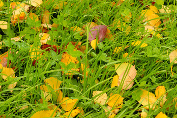 Autumn leaves on grass