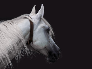 Arabian horse on dark background