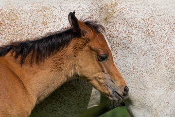 Arabian horse foal with mare