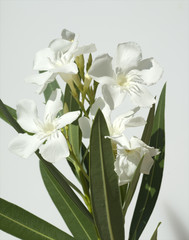 Oleander; Nerium; weisse, Giftpflanze